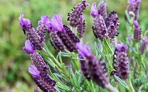 Karabaş otu yağı nasıl kullanılır