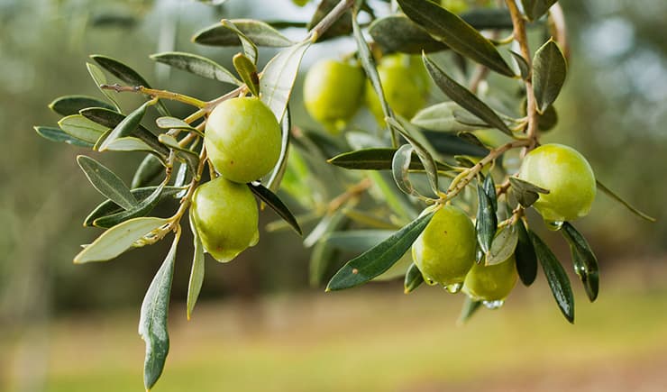 Kuran-ı Kerim'de zeytin