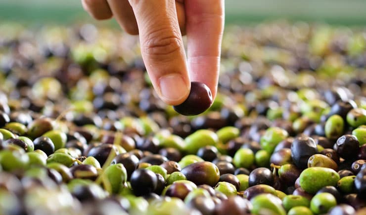 Türkiye'de yetiştirilen sofralık zeytin çeşitleri