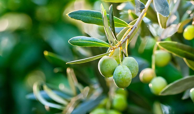 Zeytin nedir, nerede yetişir, faydaları nelerdir?