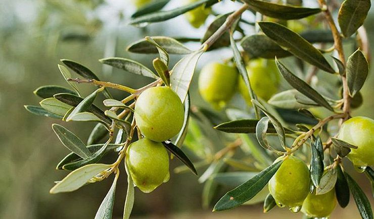 Zeytin alırken nelere dikkat etmeliyiz?