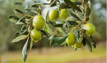 Kuran-ı Kerim'de zeytin