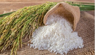 Osmancık pirinç ve baldo pirinç nedir?