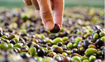 Türkiye'de yetiştirilen sofralık zeytin çeşitleri hangileridir?