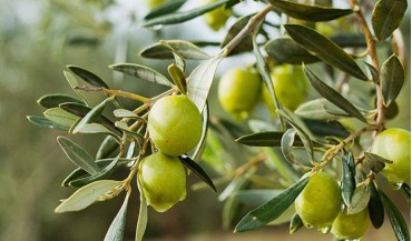 Zeytin alırken nelere dikkat etmeliyiz?